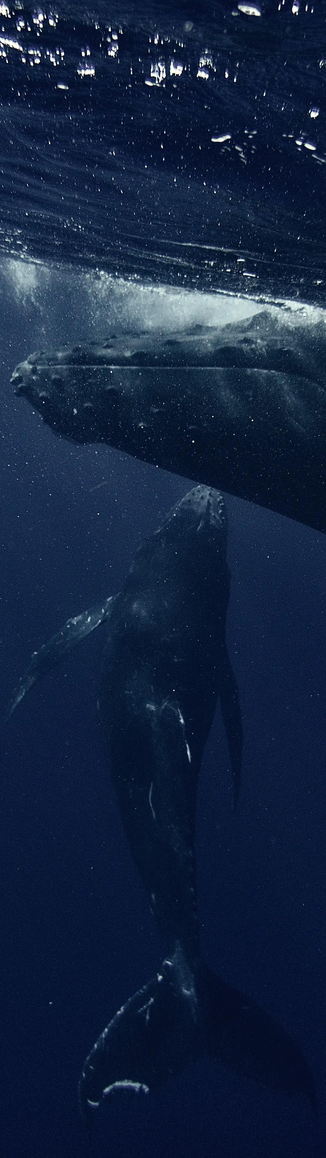 Ballena en el océano 2