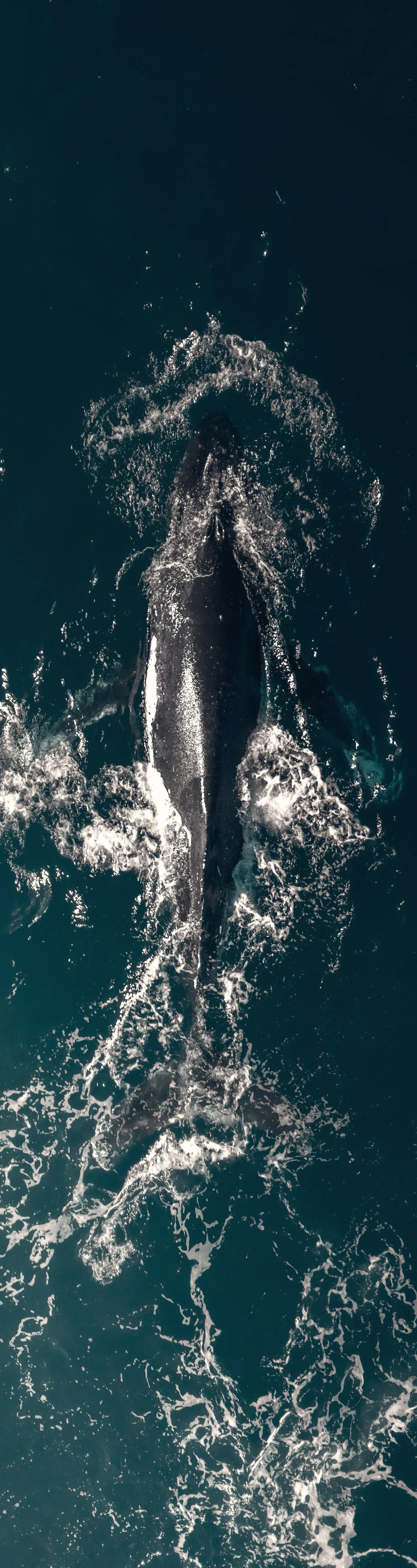 Ballena en el océano 3