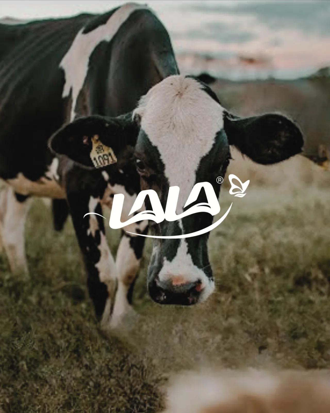 Proyecto Lala - Revolta